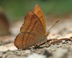 Pseudergolis wedah