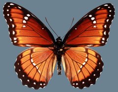 Limenitis archippus obsoleta