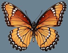 Limenitis archippus obsoleta