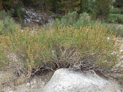 Artemisia rothrockii