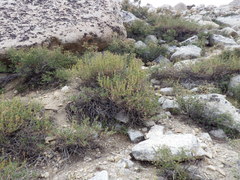 Artemisia rothrockii