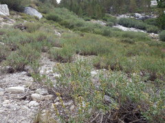 Artemisia rothrockii