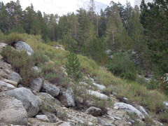 Artemisia rothrockii