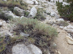 Artemisia rothrockii