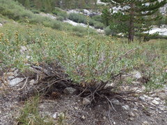Artemisia rothrockii