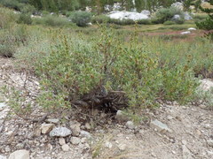 Artemisia rothrockii