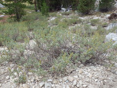 Artemisia rothrockii