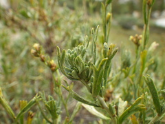 Artemisia rothrockii