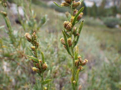 Artemisia rothrockii