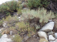 Artemisia spiciformis
