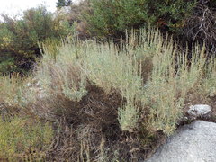 Artemisia spiciformis