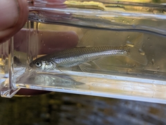 Notropis dorsalis