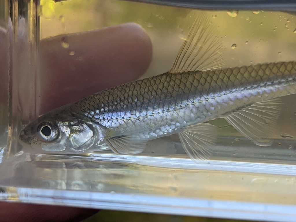 Bigmouth Shiner in October 2020 by Daryl Coldren · iNaturalist