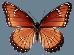 Limenitis archippus obsoleta