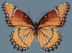 Limenitis archippus obsoleta