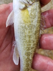 Micropterus treculii