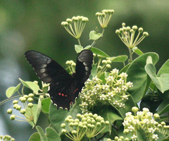 Heraclides rogeri rogeri