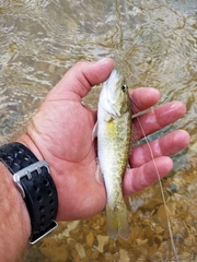 Micropterus treculii