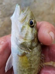 Micropterus treculii