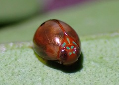 Hemisphaerius rufovarius