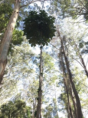 Davidsonia jerseyana