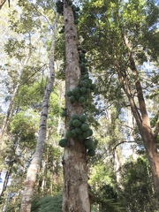 Davidsonia jerseyana