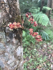 Davidsonia jerseyana