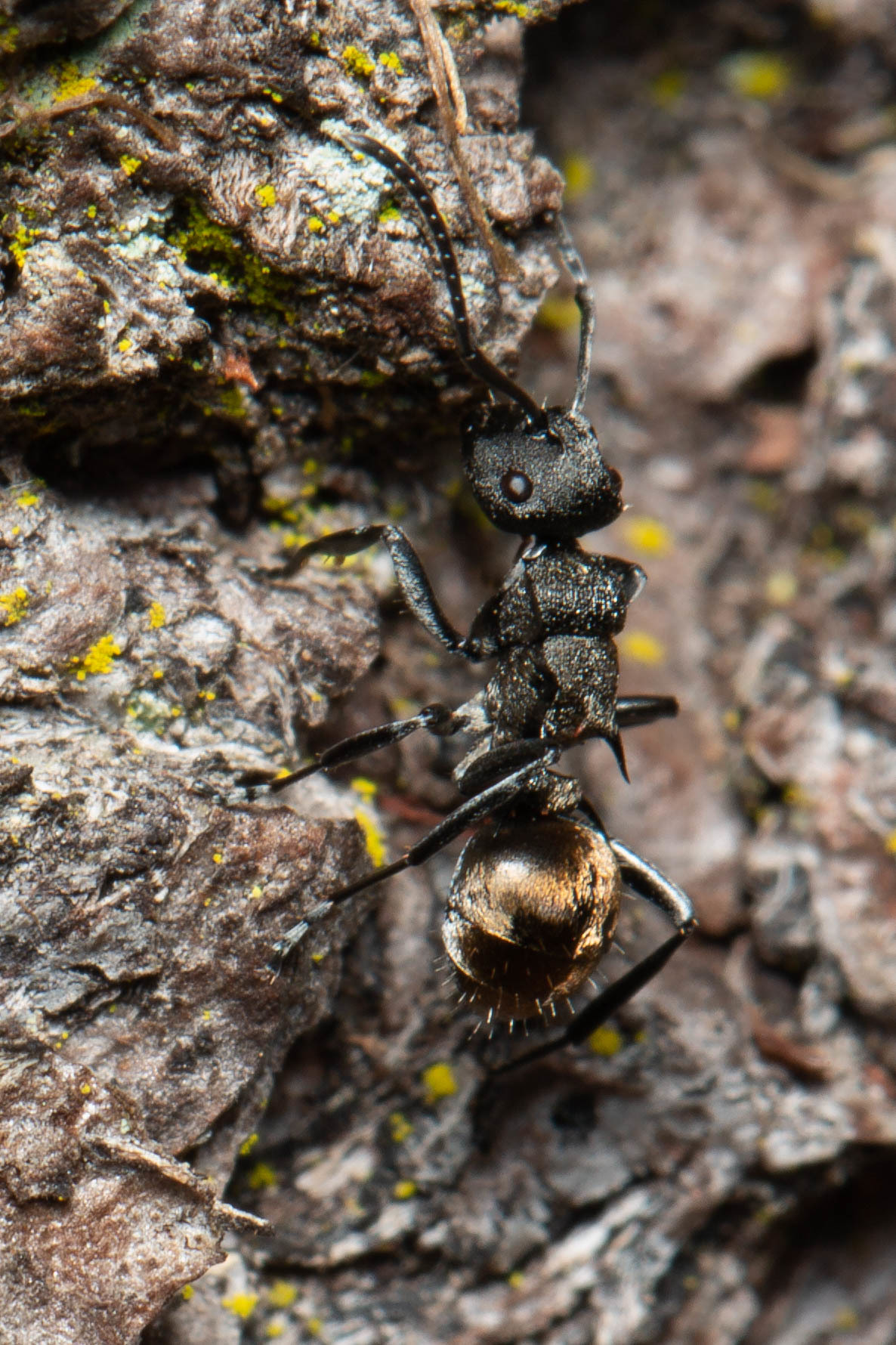 Polyrhachis mjobergi