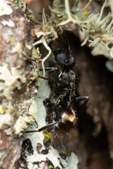 Polyrhachis mjobergi