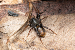 Disnyssus