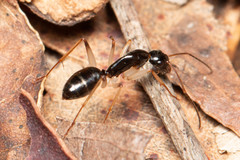 Camponotus elegans