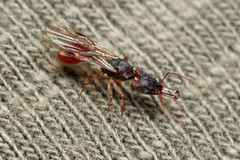 Orectognathus mjobergi