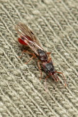 Orectognathus mjobergi