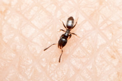 Tapinoma minutum