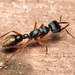 Tawny-legged Jack Jumper Ant - Photo (c) Mark Ayers, some rights reserved (CC BY-NC), uploaded by Mark Ayers