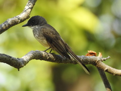 Rhipidura rufiventris