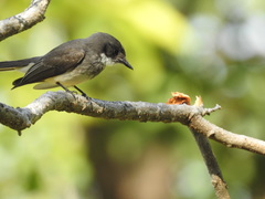 Rhipidura rufiventris