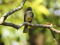 Rhipidura rufiventris