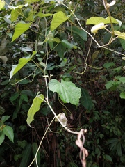 Vitis tiliifolia image