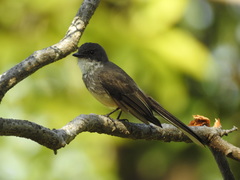 Rhipidura rufiventris