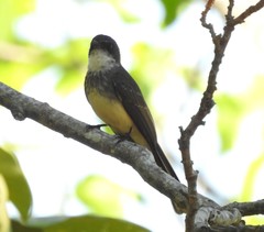 Rhipidura rufiventris