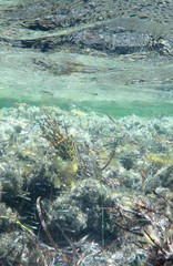 Atherinosoma microstoma