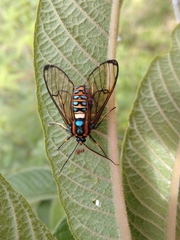 Gymnelia