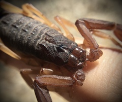 Centruroides gracilis