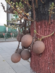 Couroupita guianensis