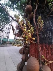 Couroupita guianensis