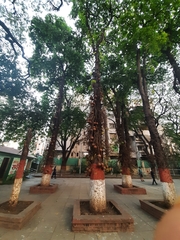 Couroupita guianensis