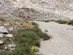 Artemisia rothrockii