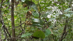 Smilax subpubescens