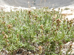 Artemisia rothrockii